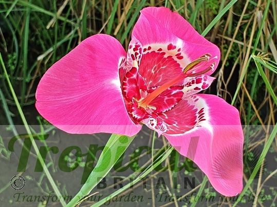 Tigridia pavonia 'Lilacea'