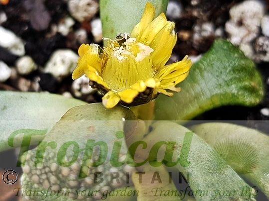 Titanopsis calcarea