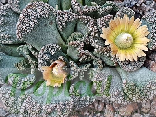 Titanopsis calcarea