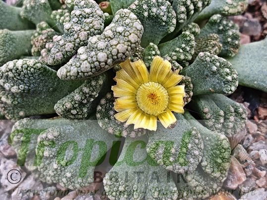 Titanopsis calcarea
