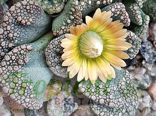 Titanopsis calcarea