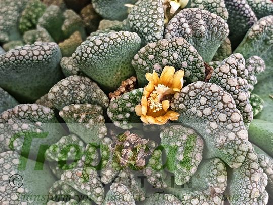 Titanopsis calcarea