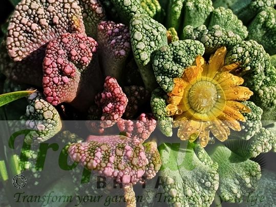 Titanopsis calcarea
