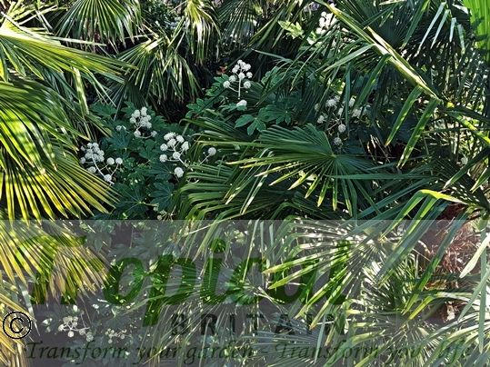 Trachycarpus fortunei and Fatsia japonica from above