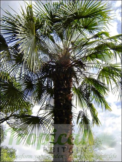 Trachycarpus fortunei