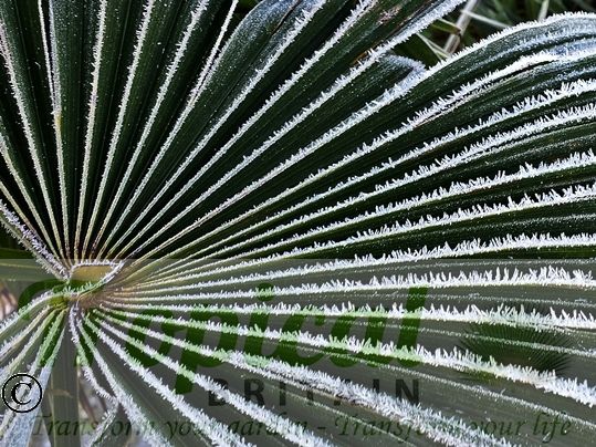 Trachycarpus fortunei - frost hardy