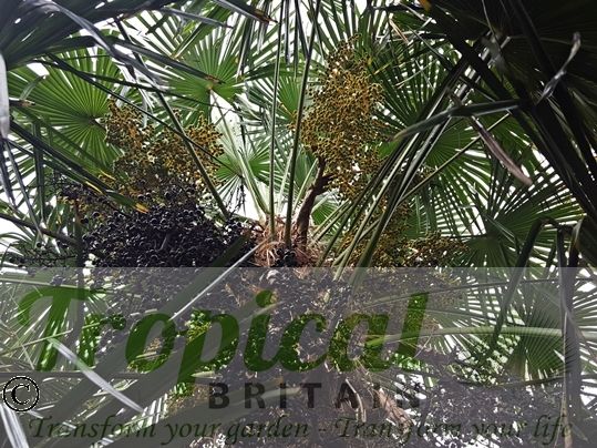 Trachycarpus fortunei - a dioecious palm, this is a female Trachycarpus with two years of seeds visible