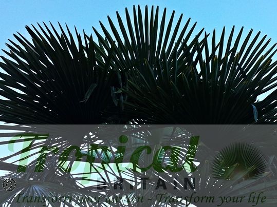 Trachycarpus fortunei