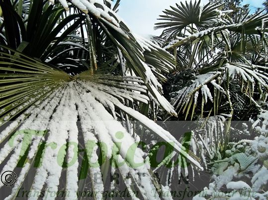 Trachycarpus fortunei - hardy in the snow