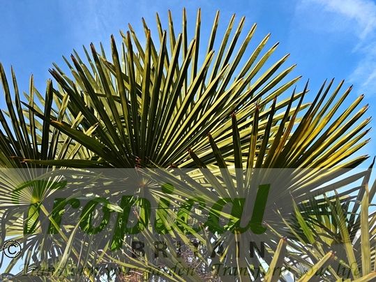 Trachycarpus fortunei