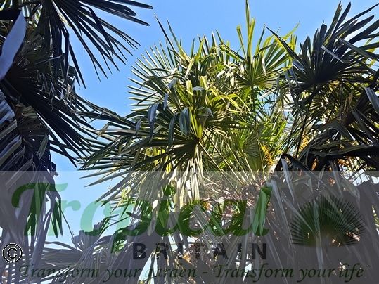 Trachycarpus fortunei