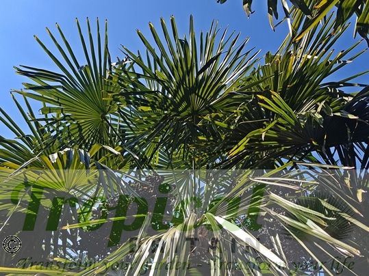 Trachycarpus fortunei