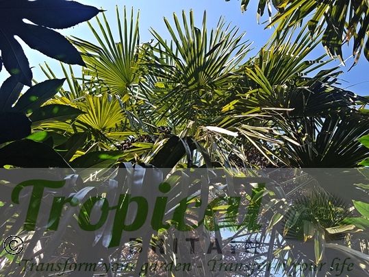 Trachycarpus fortunei