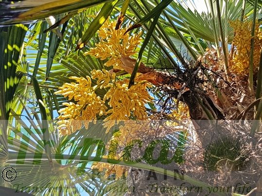 Trachycarpus fortunei - flowers