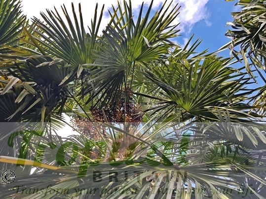 Trachycarpus fortunei