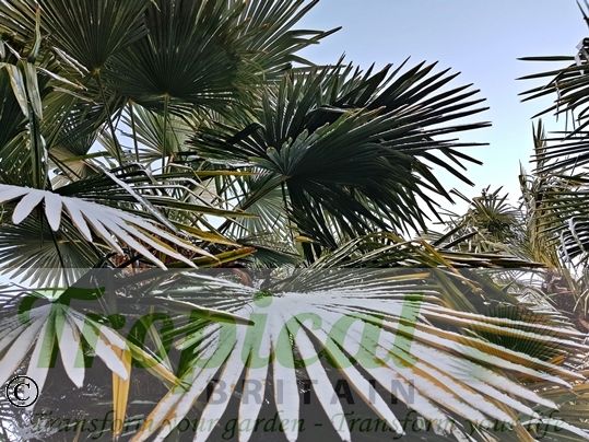 Trachycarpus fortunei in the snow