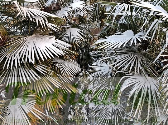 Trachycarpus fortunei in the snow