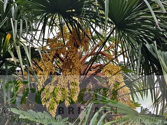 Trachycarpus fortunei - flowers