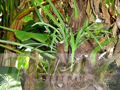 Trachycarpus fortunei - with epiphytic Billbergia nutans