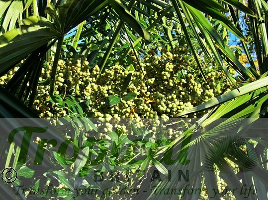 Trachycarpus fortunei - seeds