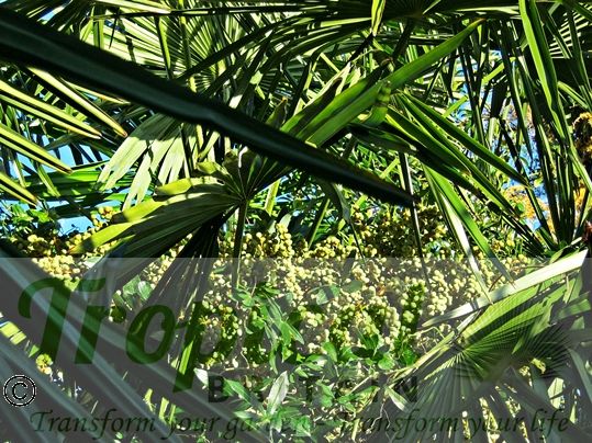 Trachycarpus fortunei - seeds