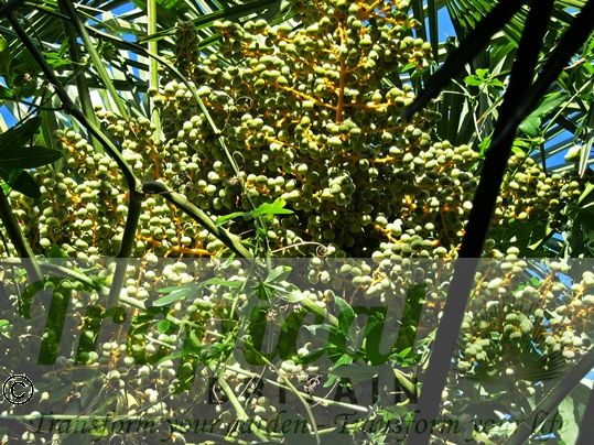 Trachycarpus fortunei - seeds