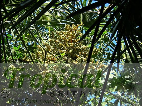 Trachycarpus fortunei - seeds