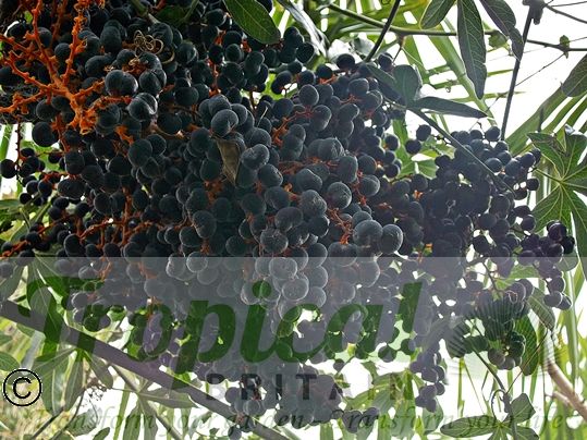 Trachycarpus fortunei - ripe seeds