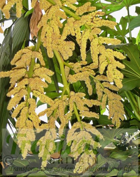 Trachycarpus fortunei - flowers