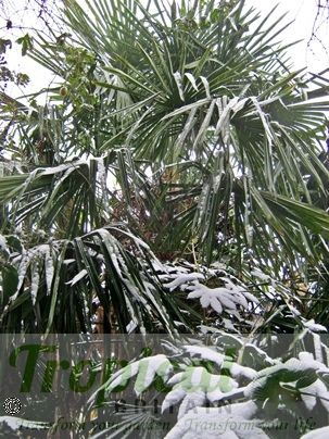 Trachycarpus fortunei