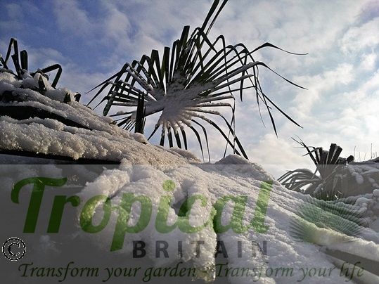 Trachycarpus fortunei - snow hardy
