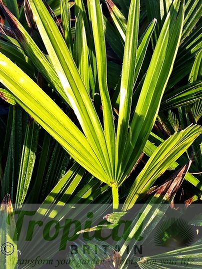 Trachycarpus latisectus