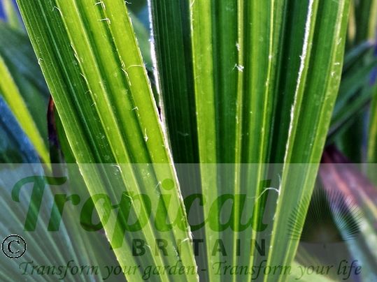 Trachycarpus latisectus -  showing the thin whitish tomentum along the folds