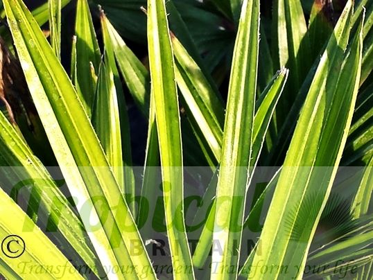 Trachycarpus latisectus