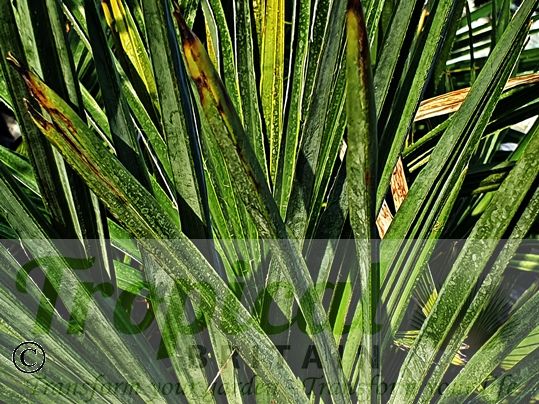 Trachycarpus takil