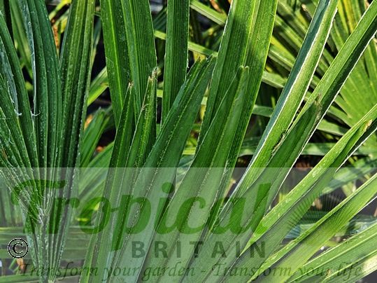 Trachycarpus takil