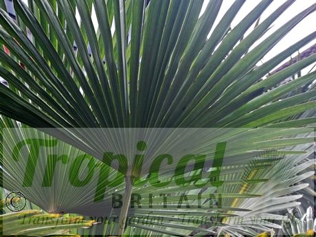 Trachycarpus wagnerianus