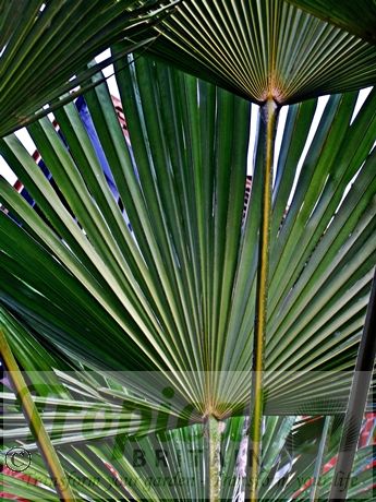 Trachycarpus wagnerianus