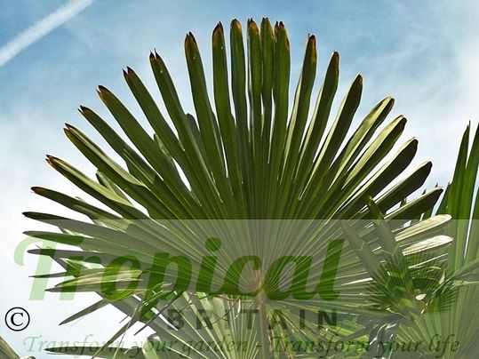 Trachycarpus wagnerianus