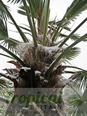 Trachycarpus wagnerianus in the snow