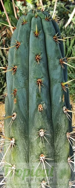 Echinopsis pachanoi - (Syn: Trichocereus pachanoi)