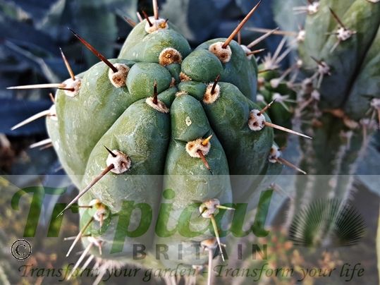Echinopsis pachanoi - (Syn: Trichocereus pachanoi)