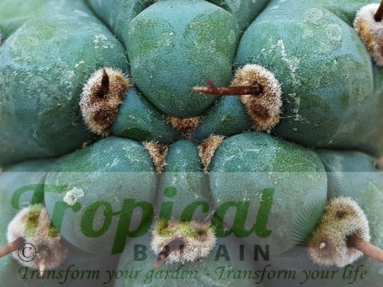 Echinopsis pachanoi - (Syn: Trichocereus pachanoi)