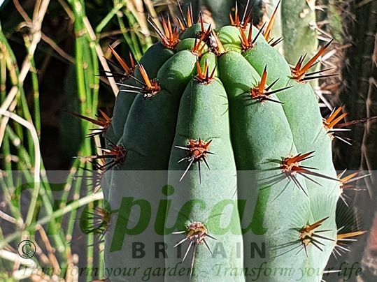 Echinopsis pachanoi - (Syn: Trichocereus pachanoi)