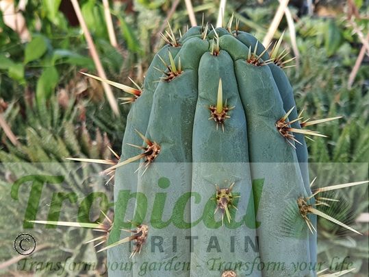 Echinopsis pachanoi - (Syn: Trichocereus pachanoi)