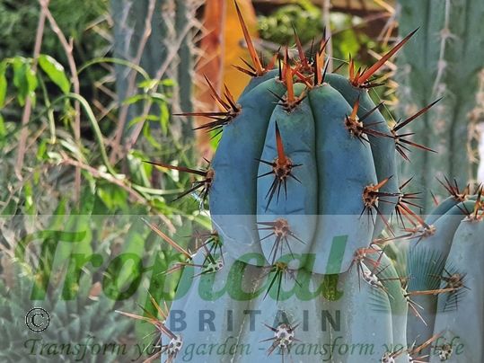 Echinopsis pachanoi - (Syn: Trichocereus pachanoi)