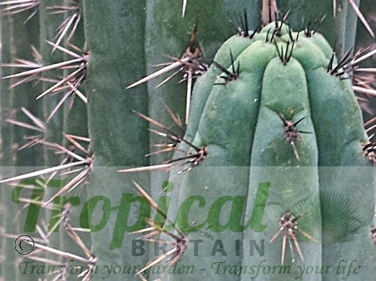 Echinopsis pachanoi - (Syn: Trichocereus pachanoi)
