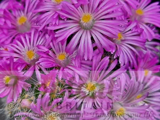 Trichodiadema densum