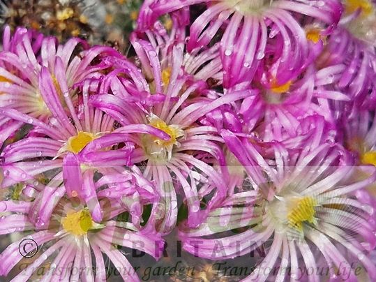 Trichodiadema densum