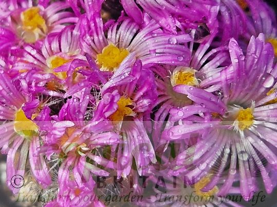 Trichodiadema densum